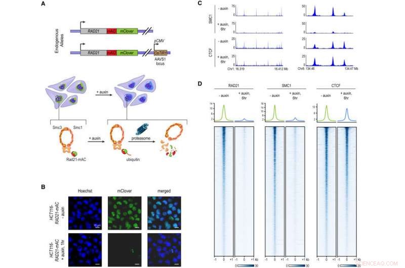 Scientists Map Human Genome in 4‑D to Reveal Dynamic Folding Patterns