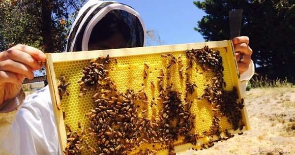 From Coal Mines to Honey Farms: Former Miners Embrace Beekeeping