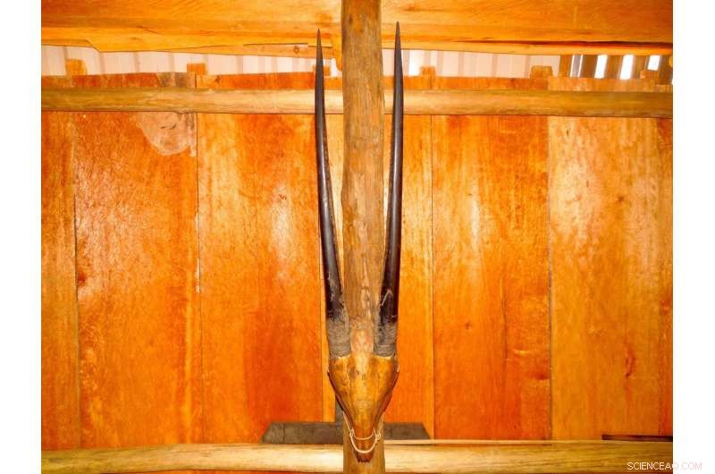 Launching a Conservation Breeding Program to Preserve the Endangered Saola