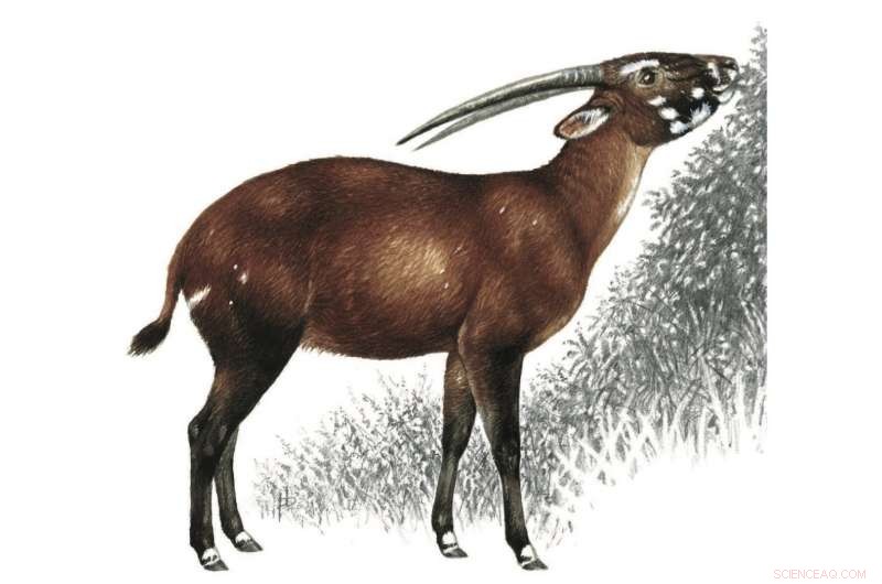 Launching a Conservation Breeding Program to Preserve the Endangered Saola
