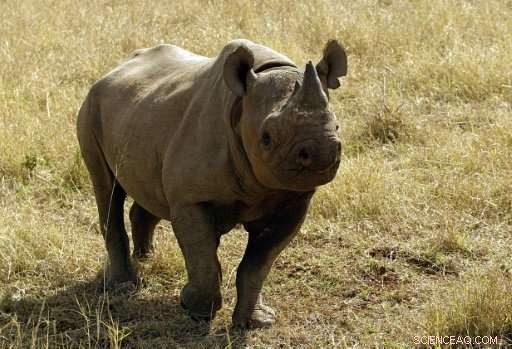 Black Rhinos Reintroduced to Chad Following South Africa Deal