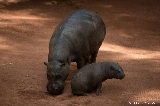 Anthrax Suspected to Cause Over 100 Hippo Deaths in Namibia