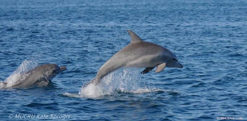 El Niño’s Pacific Warming Affects Western Australian Bottlenose Dolphins