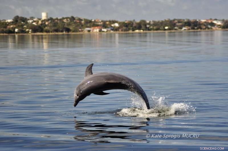 El Niño’s Pacific Warming Affects Western Australian Bottlenose Dolphins