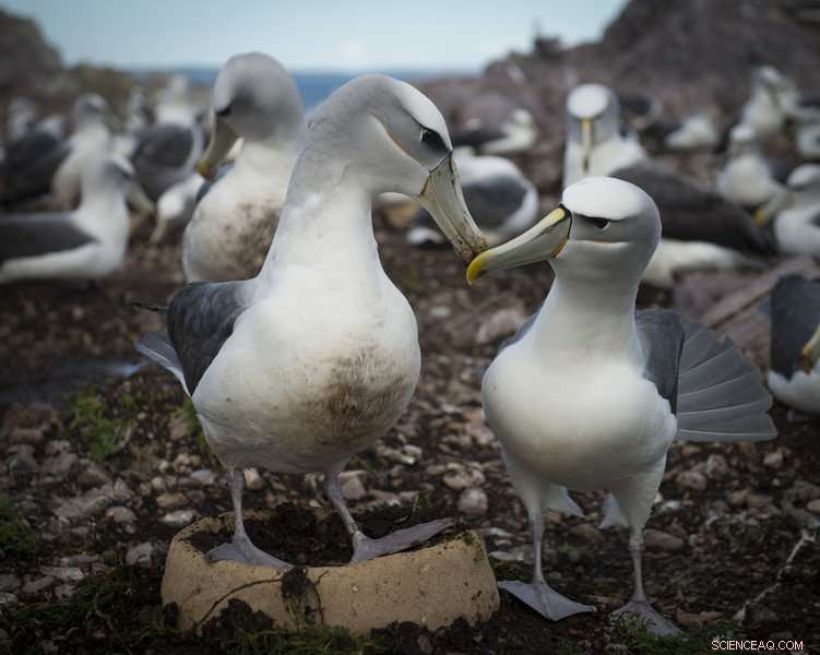 Boosting Shy Albatross Breeding Success with Innovative Artificial Nests