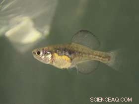 Male Fish Prefer Larger, Brighter Females