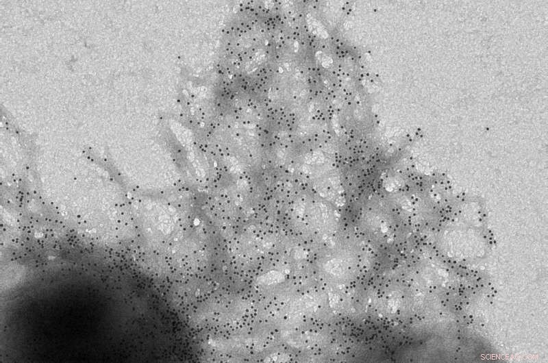 Engineered Bacteria Assemble Functional Devices Using Gold Nanoparticles