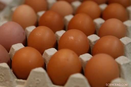 Japanese Scientists Engineer Hens to Produce Life‑Saving Drugs in Eggs