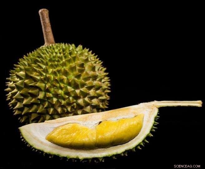 Durian Genome Decoded: Scientists Reveal the Source of Its Signature Aroma