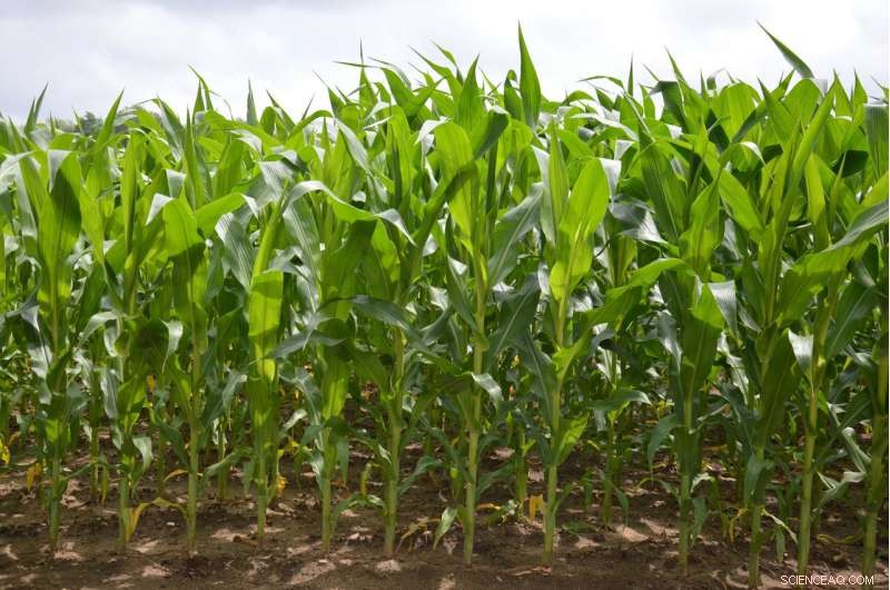 Genetically Enhancing Corn Nutrition Could Benefit Millions