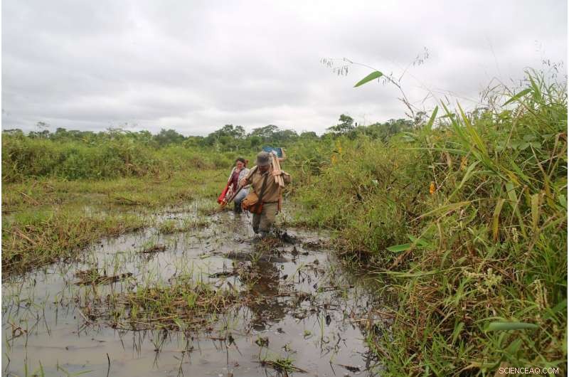 Amazonian Farmers Mastered Wild Rice Domestication 4,000 Years Ago