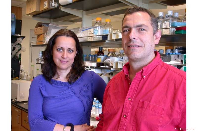 New Study Reveals ADAM13 s Role in Regulating Key Developmental Transcription Factors