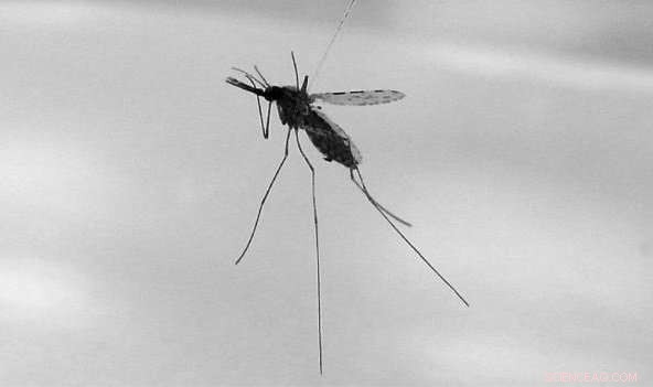 Gene Drives Target Malaria Mosquitoes, Yet Resistance Threatens Success