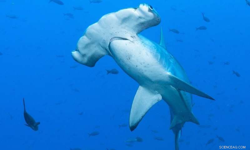 Hammerhead Sharks: Size Doesn’t Impact Swimming Performance