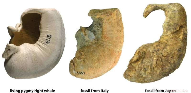 Southern Whale Fossils Discovered in Northern Waters: A Pioneering Paleontological Breakthrough