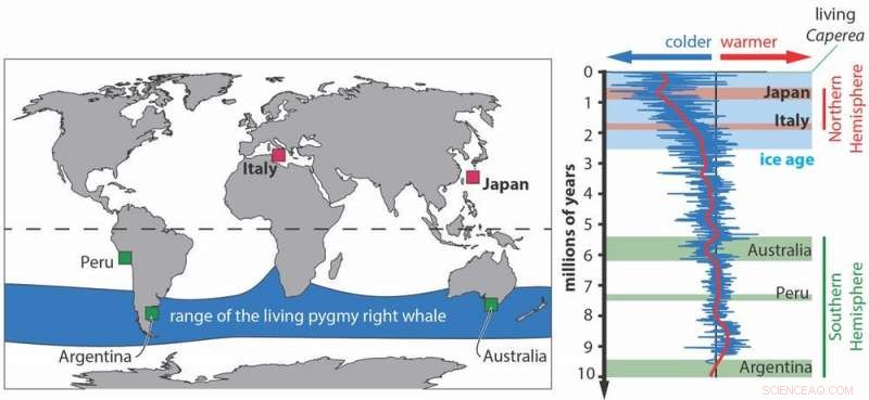 Southern Whale Fossils Discovered in Northern Waters: A Pioneering Paleontological Breakthrough