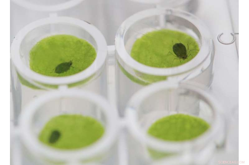 Plant Protein Blocks Aphid Sap Feeding: A New Defense Mechanism