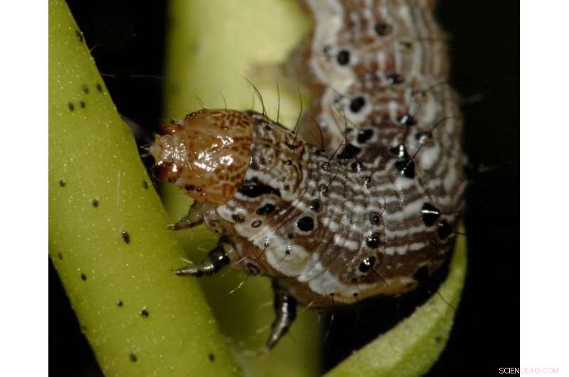 Rising Pest Resistance to Biotech Crops: A Growing Agricultural Challenge