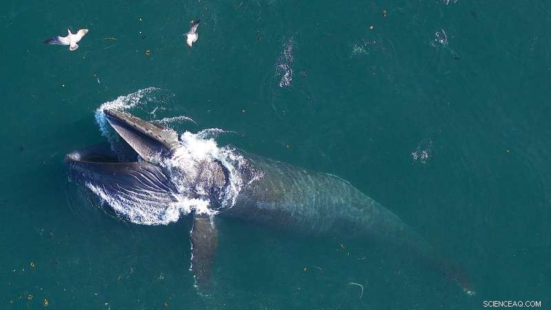 Study Reveals Microbiome of Whale Blow, Offering New Insights into Marine Health