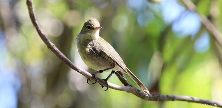 How Neighbouring Birds Boost Health and Slow Aging, New UEA Study Shows