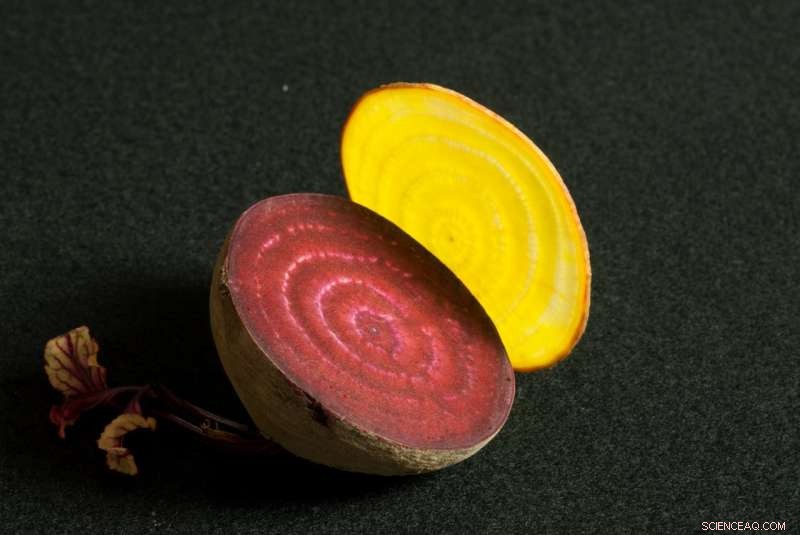 Scientists Identify Key Evolutionary Link in the Development of Red Beet Pigments
