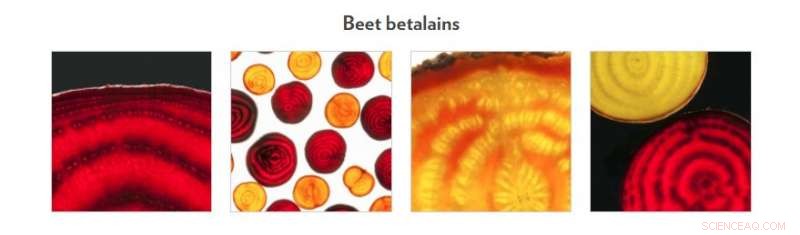 Scientists Identify Key Evolutionary Link in the Development of Red Beet Pigments
