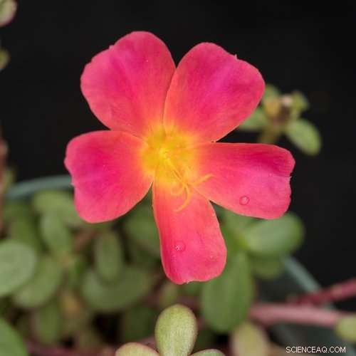 Scientists Identify Key Evolutionary Link in the Development of Red Beet Pigments