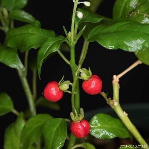 Scientists Identify Key Evolutionary Link in the Development of Red Beet Pigments