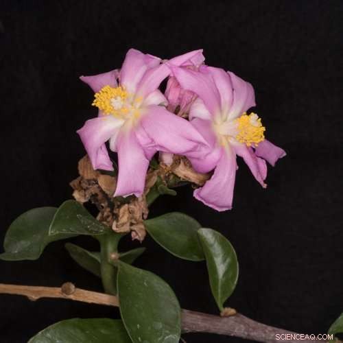 Scientists Identify Key Evolutionary Link in the Development of Red Beet Pigments