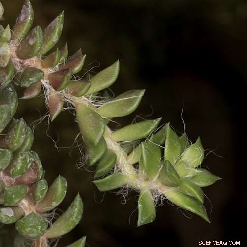 Scientists Identify Key Evolutionary Link in the Development of Red Beet Pigments