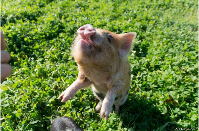 Kune Kune Piglets Demonstrate Advanced Social Learning and Remarkable Memory