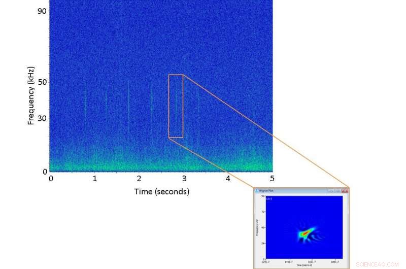 New Study Reveals How Deep Gervais  and True s Beaked Whales Dive