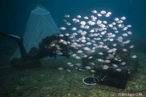 Underwater Nurseries Restore Mediterranean Fish Stocks
