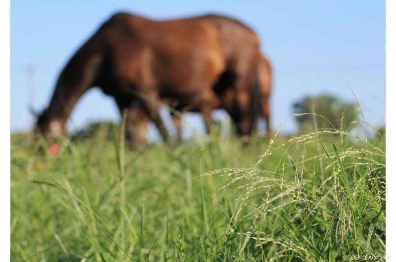 Improving Horse Well-Being Through Grazing on Superior Pastures