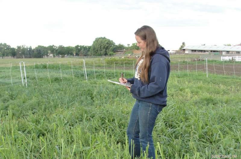 Improving Horse Well-Being Through Grazing on Superior Pastures