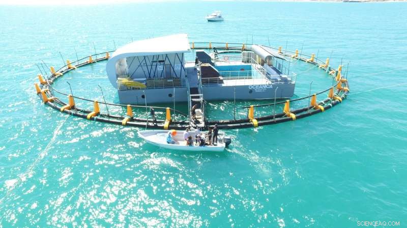 Global Scientists Launch Aggressive Campaign to Save Vaquita Porpoise from Extinction