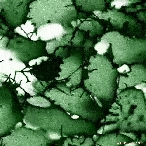 Engineering the Embryo: A Practical Guide for Researchers