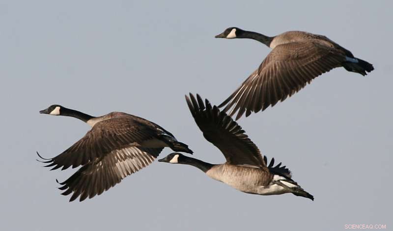 Why Safety, Not Food, Attracts Canada Geese to Urban Areas
