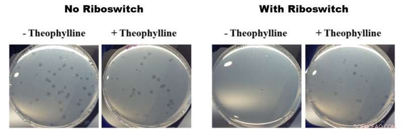 Predatory Bacteria: Pioneering a New Class of Antibiotics
