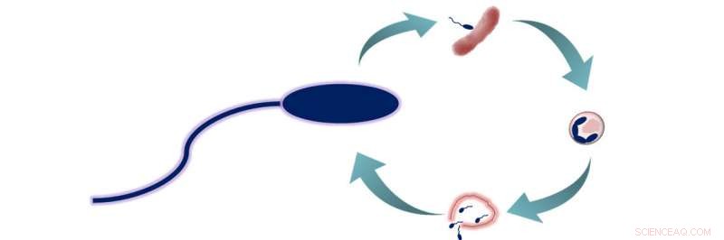 Predatory Bacteria: Pioneering a New Class of Antibiotics