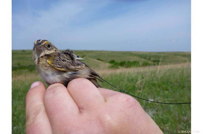Grassland Sparrows Seek Better Homes: How Habitat Quality Drives Their Annual Moves