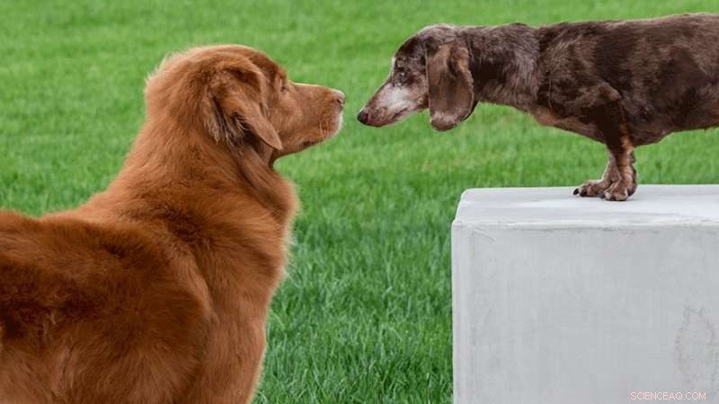 Decoding Canine Disc Disease: Genetic Insights and Implications