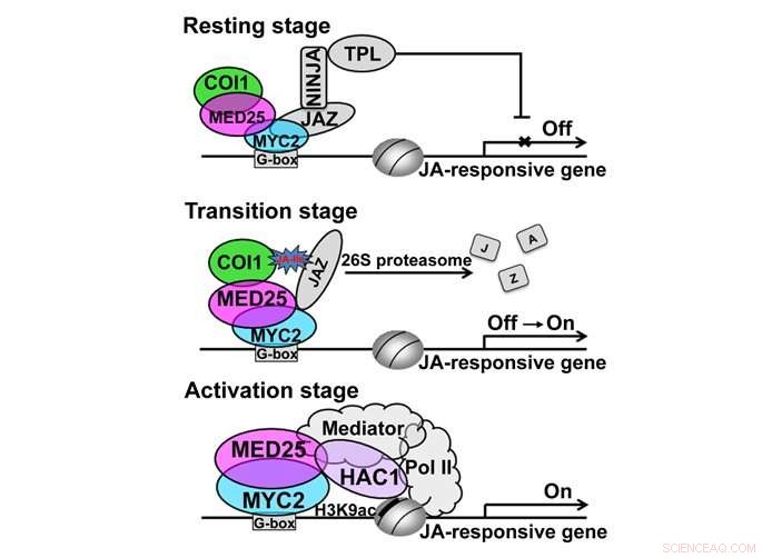 New Study Illuminates How Plant Nuclear Hormone Receptors Drive Growth and Stress Responses