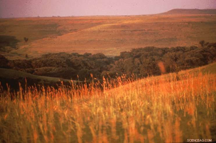 Study Shows Climate Change Will Shrink Midwest s Dominant Grass, Big Bluestem