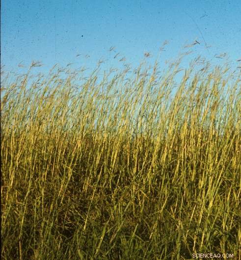 Study Shows Climate Change Will Shrink Midwest s Dominant Grass, Big Bluestem