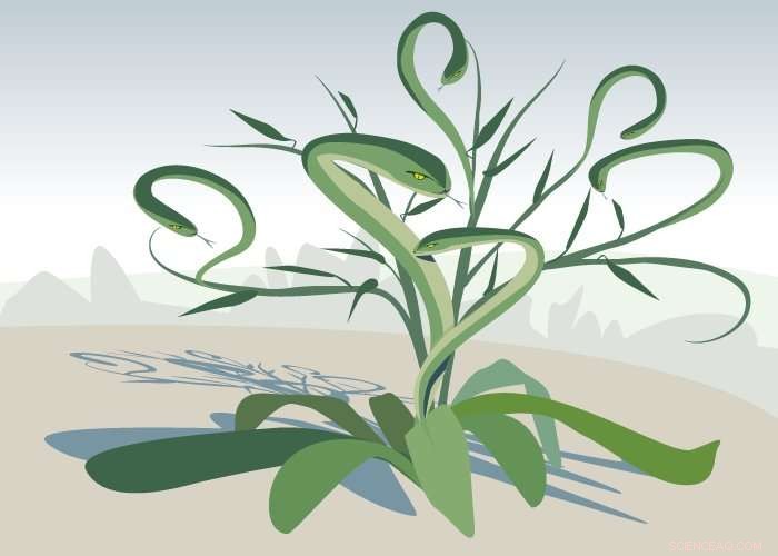 Study Shows Certain Plants Grow Larger and More Defensively After Pruning