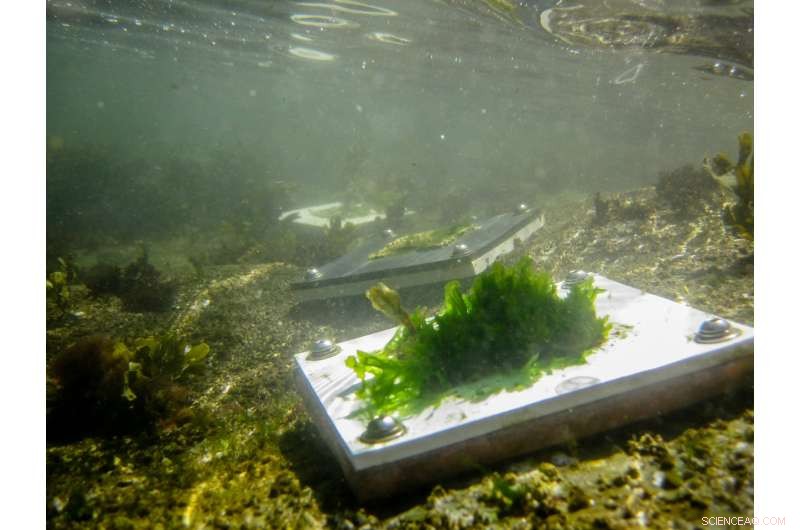 How Herbivores Safeguard Ecosystems Against Climate Change