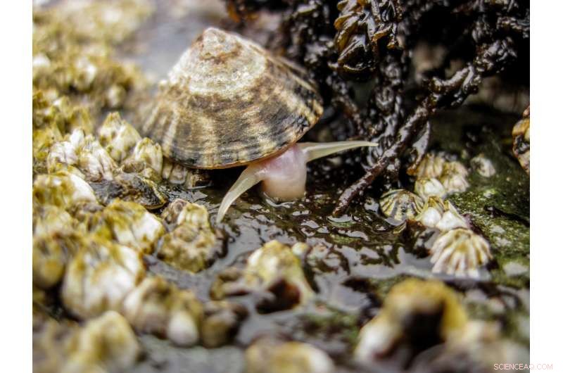 How Herbivores Safeguard Ecosystems Against Climate Change