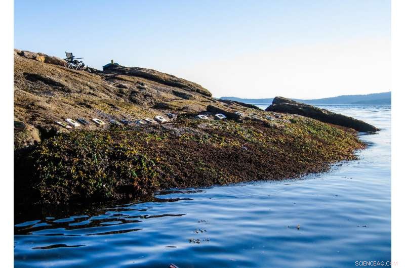 How Herbivores Safeguard Ecosystems Against Climate Change