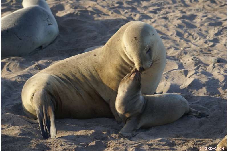 New Zealand Sea Lion Decline Linked to Bycatch: Study Highlights Urgent Conservation Need